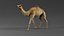 Dromedary Camel Rigged Xgen