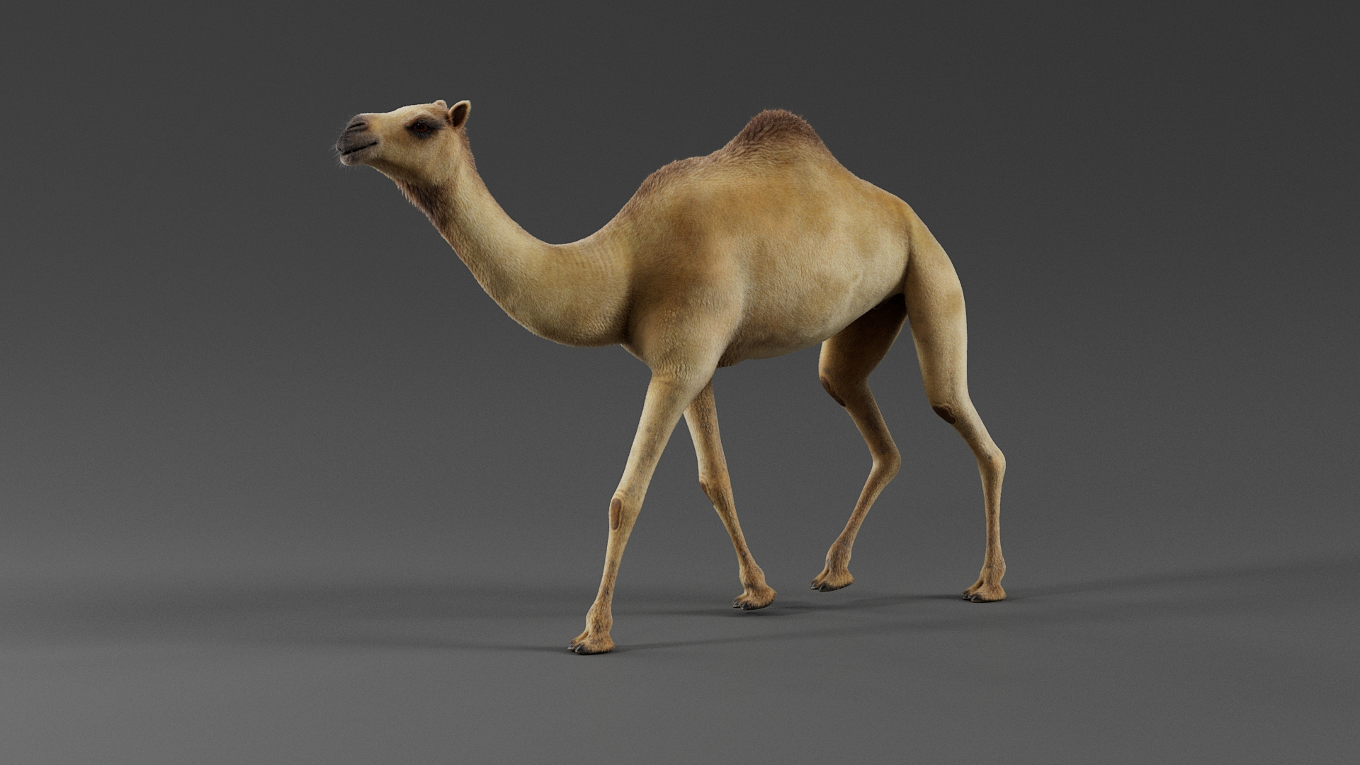3D Dromedary Camel Rigged Xgen https://p.turbosquid.com/ts-thumb/ed/JDiPGK/Go/animwalkcycle/jpg/1758868212/1920x1080/turn_fit_q99/b6b4c5369fc74a367b17d4b1767d313f4ce129c6/animwalkcycle-1.jpg