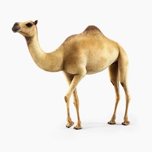 Dromedary Camel Rigged Xgen
