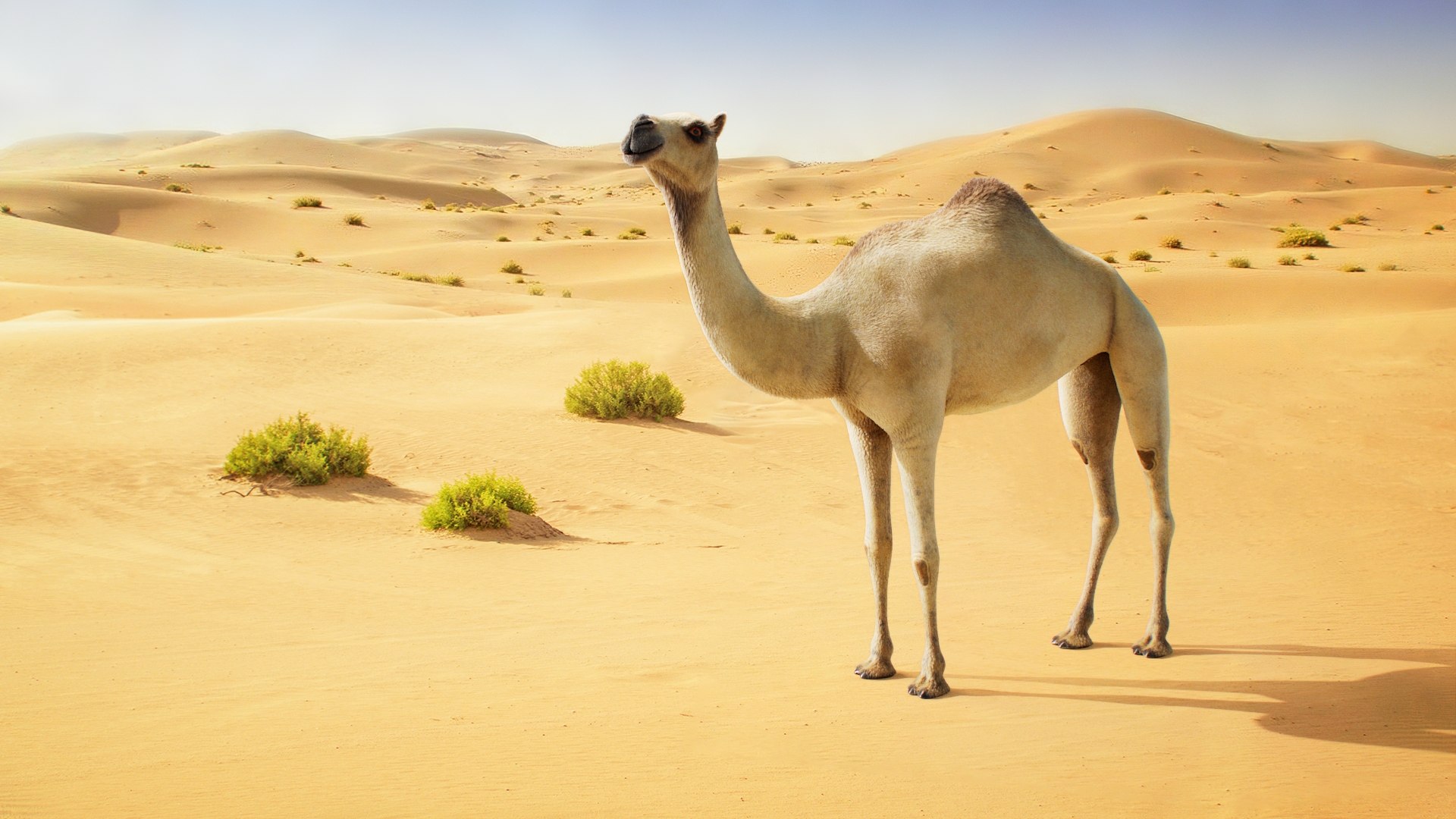 3D Dromedary Camel Rigged Xgen https://p.turbosquid.com/ts-thumb/ed/JDiPGK/Uo/camel_on_nat_bg_01/jpg/1758638829/1920x1080/fit_q87/60a6989b1567cd71d5124c316804b6d09a60e9e4/camel_on_nat_bg_01.jpg