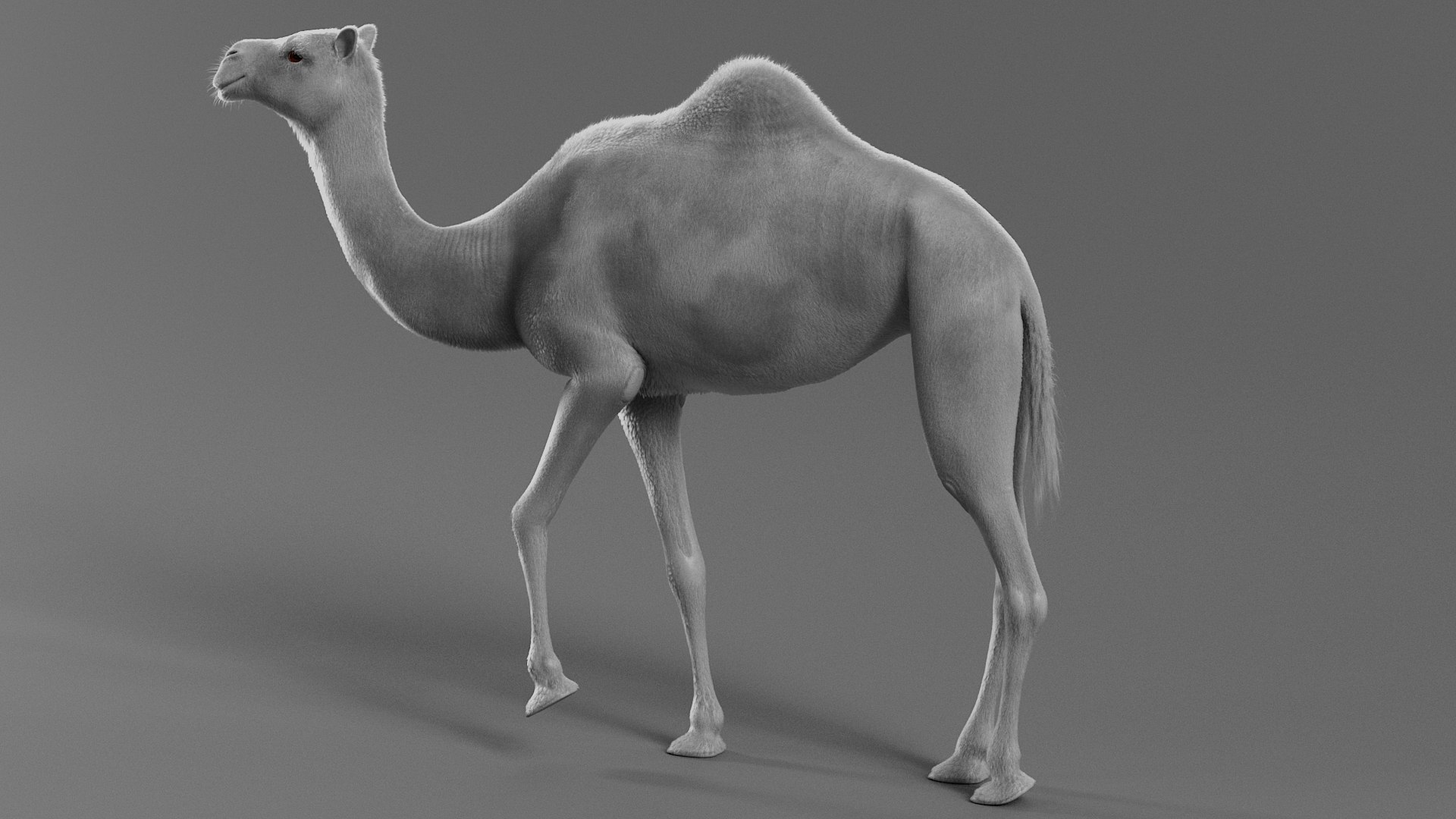3D Dromedary Camel Rigged Xgen https://p.turbosquid.com/ts-thumb/ed/JDiPGK/VW/camel_rigged_15/jpg/1758699170/1920x1080/fit_q87/c1b72d157d75f93cb489d3fa15df159d5167f22f/camel_rigged_15.jpg
