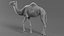 Dromedary Camel Rigged Xgen