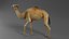 Dromedary Camel Rigged Xgen