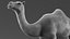 Dromedary Camel Rigged Xgen