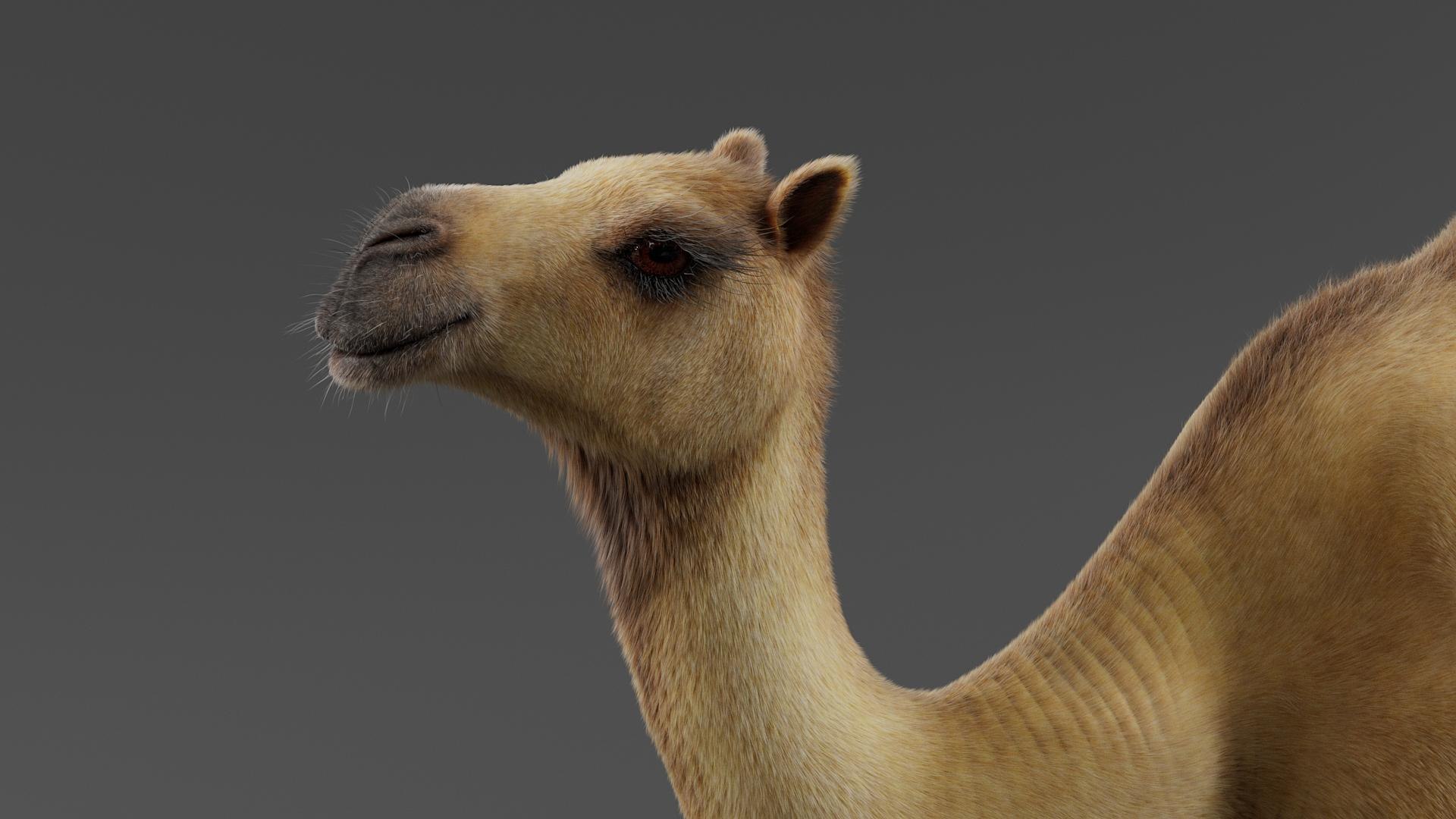 3D Dromedary Camel Rigged Xgen https://p.turbosquid.com/ts-thumb/ed/JDiPGK/is/camel_rigged_05/jpg/1758638832/1920x1080/fit_q87/6a433b66a50fe3c85cf977db7d1e68891cec3f1e/camel_rigged_05.jpg