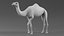 Dromedary Camel Rigged Xgen