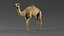 Dromedary Camel Rigged Xgen