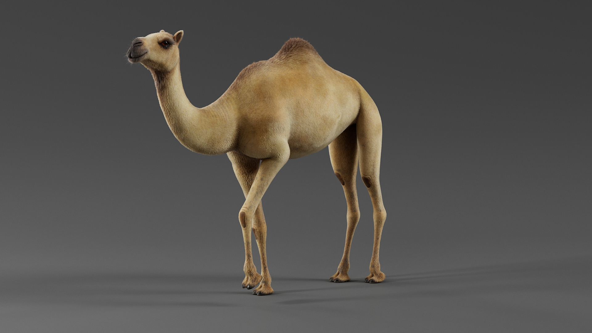 3D Dromedary Camel Rigged Xgen https://p.turbosquid.com/ts-thumb/ed/JDiPGK/yU/camelriggedtba/jpg/1758699093/1920x1080/turn_fit_q99/444c0c1c920f86dd29be96eb08a21d328ca4fed9/camelriggedtba-1.jpg