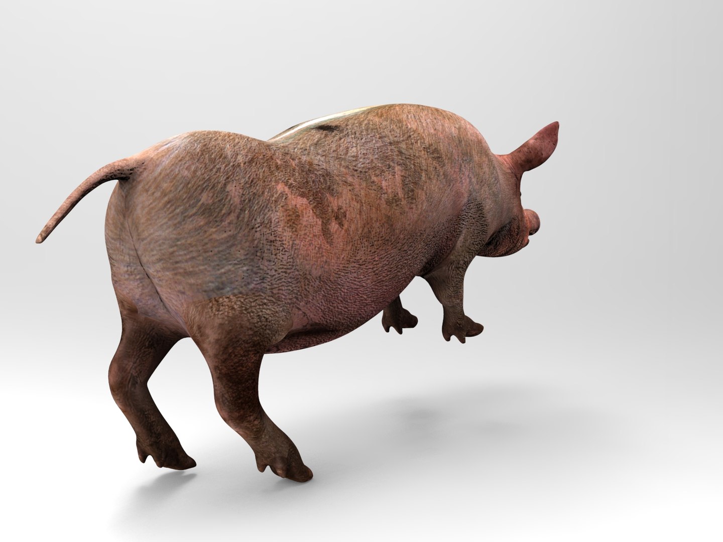 Pig Rigged Animation 3D Model - TurboSquid 1212832