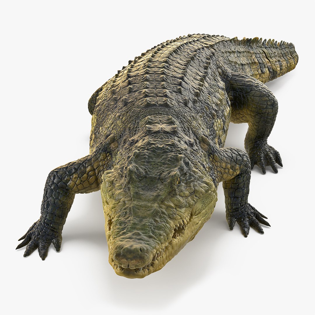 Animated Crocodile Walking Rigged for Maya 3D model preview