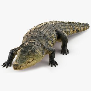 3D crocodile walking animal rigged