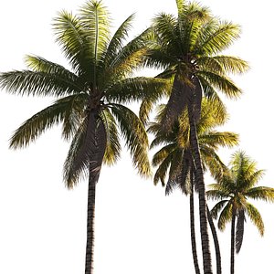 Palm Coconut Tree Tropical Beach