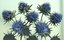 Milk Marian Mary Blessed Thistle Silybum Marianum