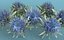 Milk Marian Mary Blessed Thistle Silybum Marianum