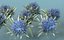Milk Marian Mary Blessed Thistle Silybum Marianum