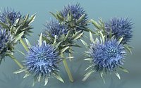 Milk Marian Mary Blessed Thistle Silybum Marianum