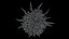 Milk Marian Mary Blessed Thistle Silybum Marianum