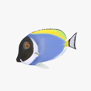 3D Achilles Fish Rigged