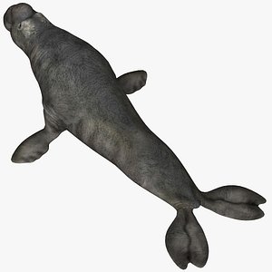 Elephant Seal