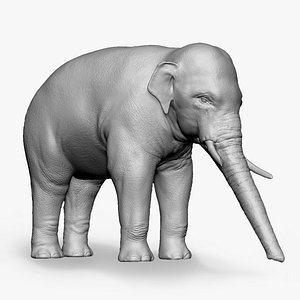 realistic elephant model