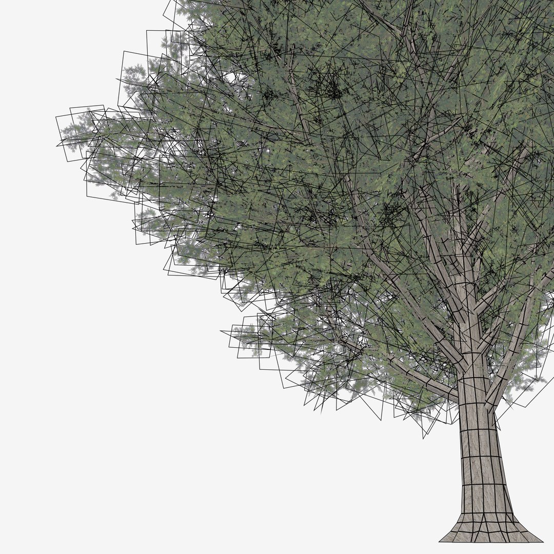 3d Maple Trees
