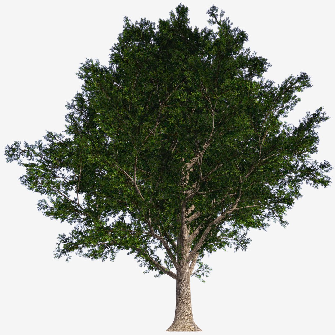 3d Maple Trees