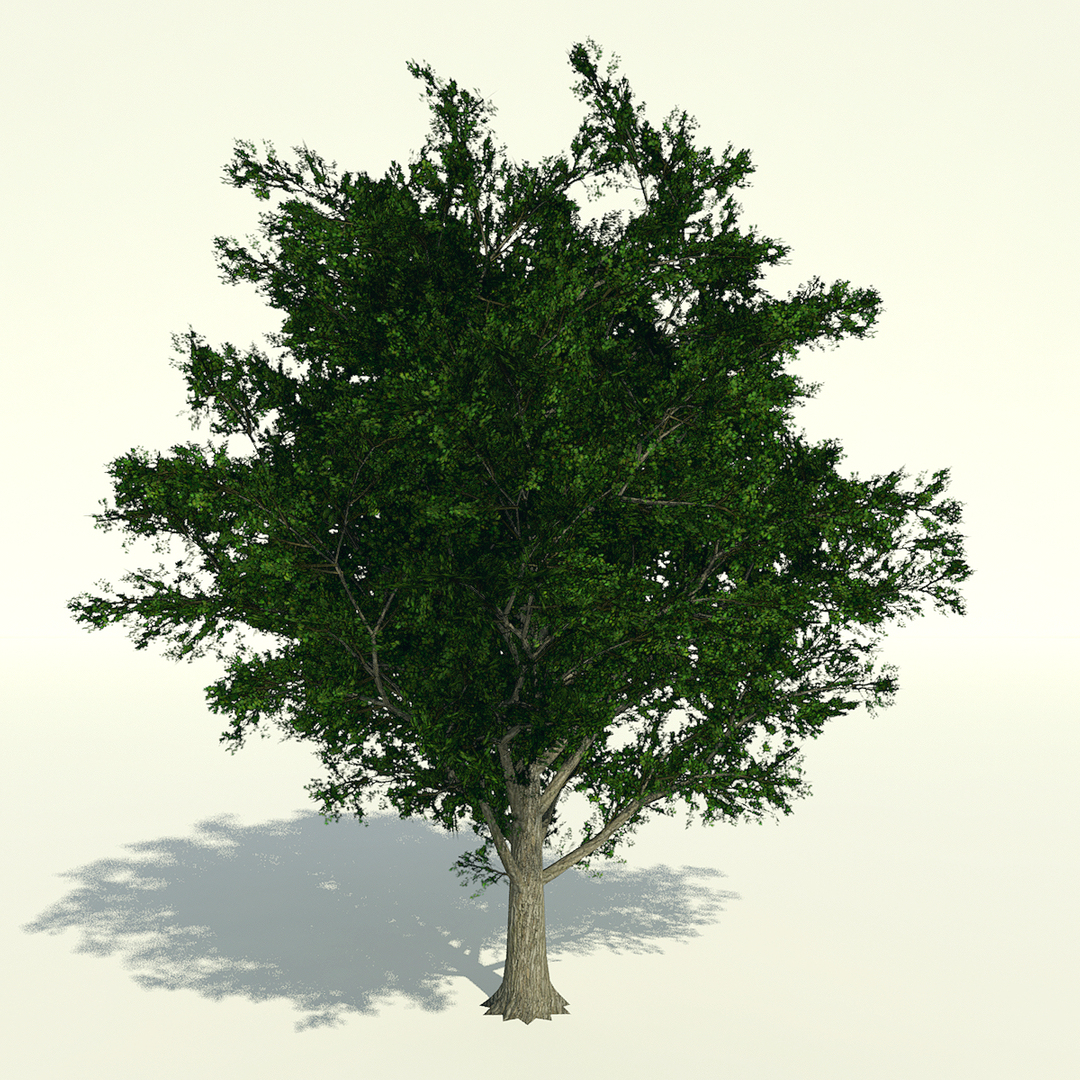 3d Maple Trees