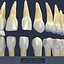 human teeth 3d model