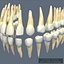 human teeth 3d model