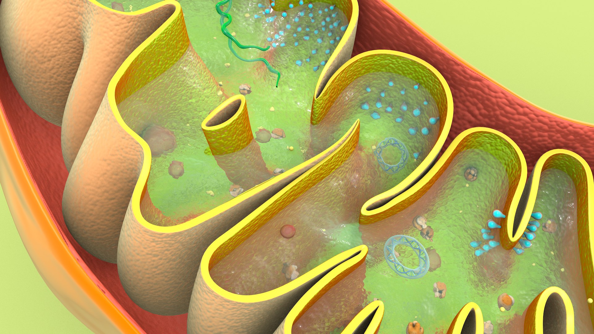 mitochondria dna ribosomes model https://p.turbosquid.com/ts-thumb/ee/E7yIKl/0z/mitohondria_image_0040/jpg/1674885075/1920x1080/fit_q87/58592c9894a85b1bc8abefa10b36bfec663cad8e/mitohondria_image_0040.jpg