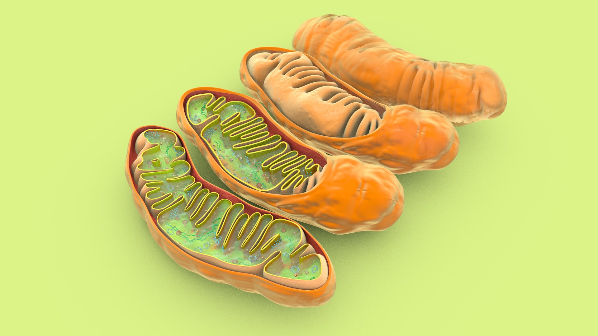 mitochondria dna ribosomes model https://p.turbosquid.com/ts-thumb/ee/E7yIKl/12/mitohondria_image_0002/jpg/1674885021/1920x1080/fit_q87/920393ee4733212e8fd7e57c3841d2ebe7eb2140/mitohondria_image_0002.jpg