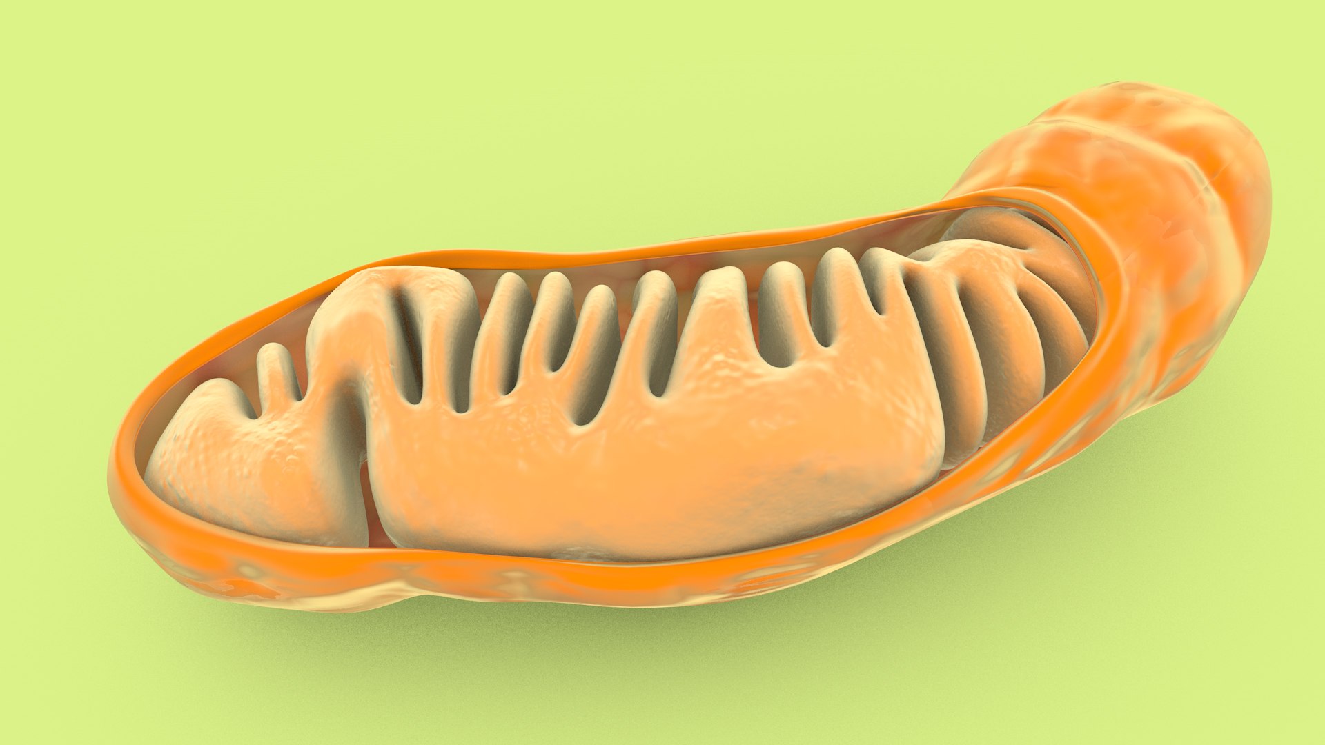 mitochondria dna ribosomes model https://p.turbosquid.com/ts-thumb/ee/E7yIKl/1m/mitohondria_image_0014/jpg/1674885034/1920x1080/fit_q87/57c3376a9908fcc28506291827d33fb5f34796c8/mitohondria_image_0014.jpg
