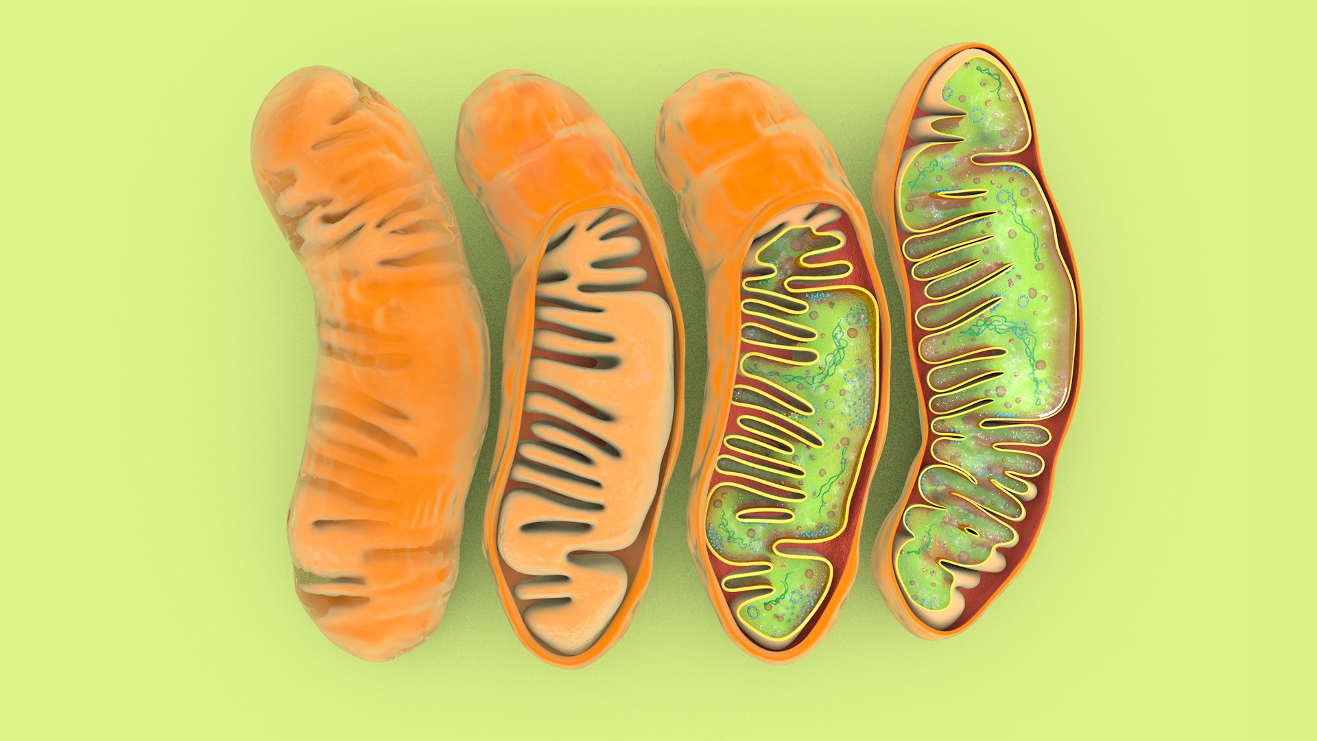 mitochondria dna ribosomes model https://p.turbosquid.com/ts-thumb/ee/E7yIKl/1q/mitohondria_image_0000/jpg/1674885022/1920x1080/fit_q87/eba58232834477fb845d5697122b2f4e5ac731e8/mitohondria_image_0000.jpg