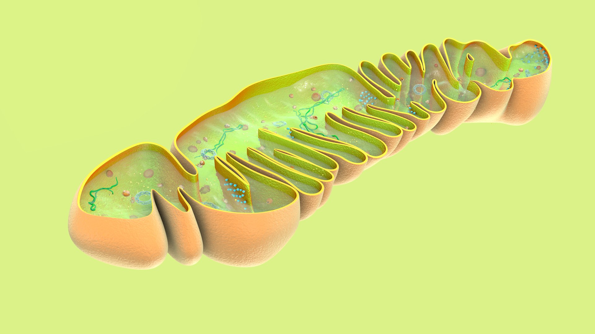 mitochondria dna ribosomes model https://p.turbosquid.com/ts-thumb/ee/E7yIKl/45/mitohondria_only_inside_0034/jpg/1674892095/1920x1080/fit_q87/0f2d78e4c5cda7c560f708994932c4ede54028fe/mitohondria_only_inside_0034.jpg