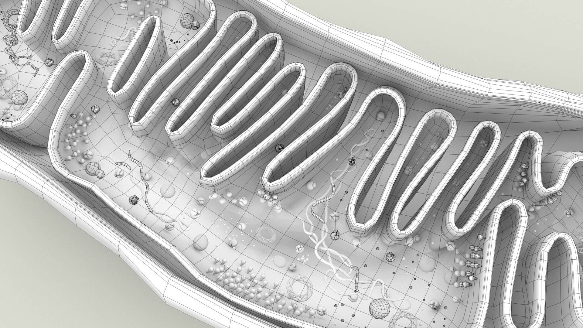mitochondria dna ribosomes model https://p.turbosquid.com/ts-thumb/ee/E7yIKl/4D/mitohondria_outline_0029/jpg/1674892255/1920x1080/fit_q87/7457d89a1caafc12e87c786e27de9942cdba15f2/mitohondria_outline_0029.jpg