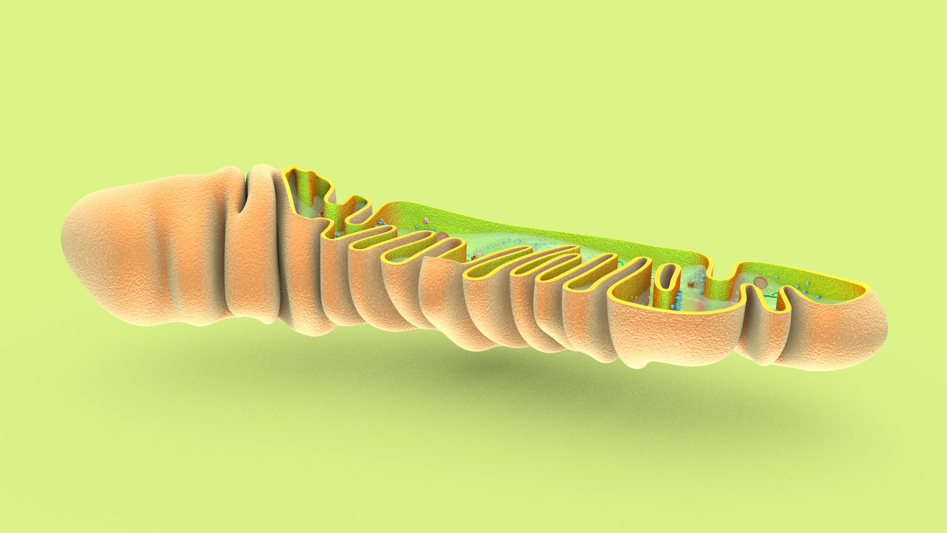 mitochondria dna ribosomes model https://p.turbosquid.com/ts-thumb/ee/E7yIKl/4i/mitohondria_only_inside_0021/jpg/1674885303/1920x1080/fit_q87/695a8bfa252c9d7a1d1d1e77951a4640b0692d7c/mitohondria_only_inside_0021.jpg