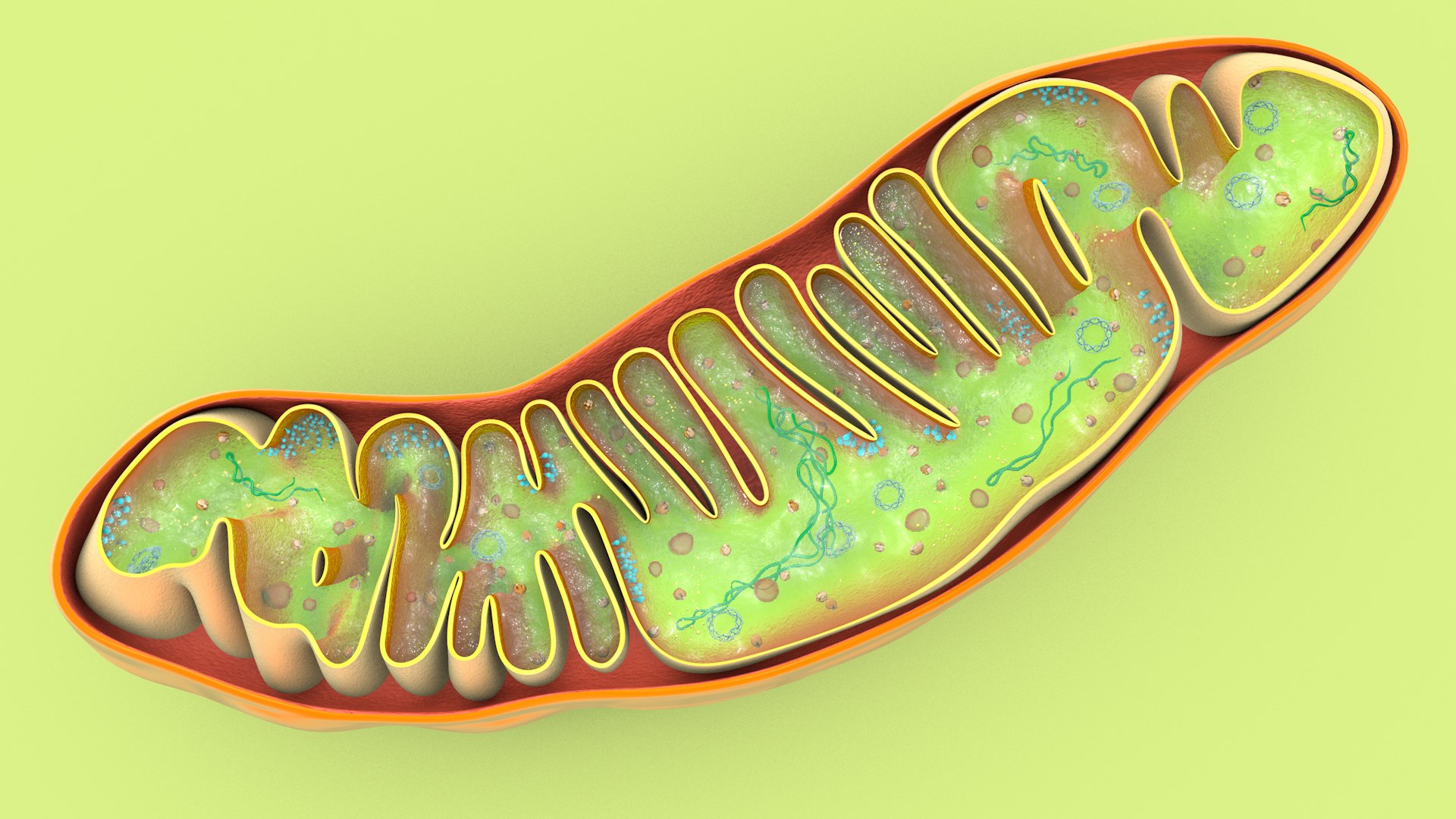 mitochondria dna ribosomes model https://p.turbosquid.com/ts-thumb/ee/E7yIKl/4r/mitohondria_image_0031/jpg/1674885062/1920x1080/fit_q87/795a3838b2a60396ce4fe638a750eb11529151b7/mitohondria_image_0031.jpg