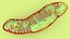 Mitochondria