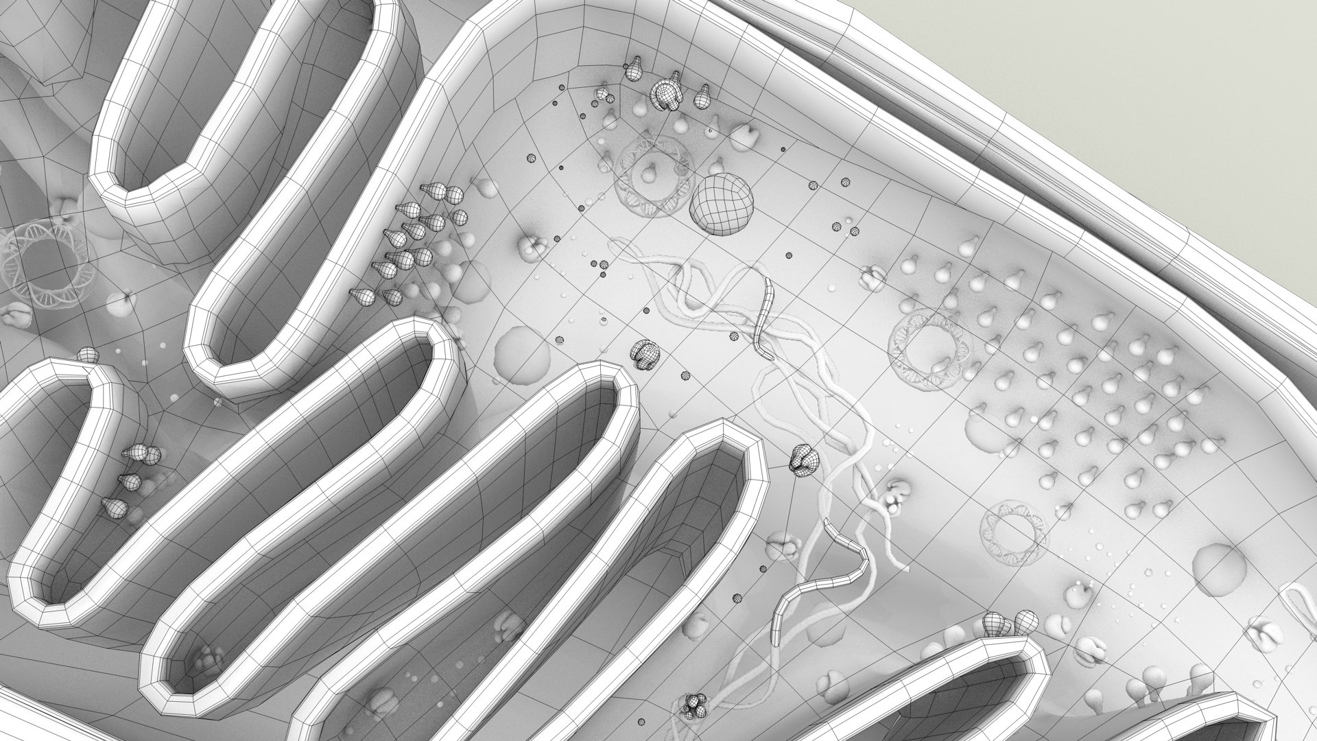 mitochondria dna ribosomes model https://p.turbosquid.com/ts-thumb/ee/E7yIKl/6D/mitohondria_outline_0028/jpg/1674892254/1920x1080/fit_q87/bb267a1394e4207477659ba740aeb76c4a4bfbd0/mitohondria_outline_0028.jpg