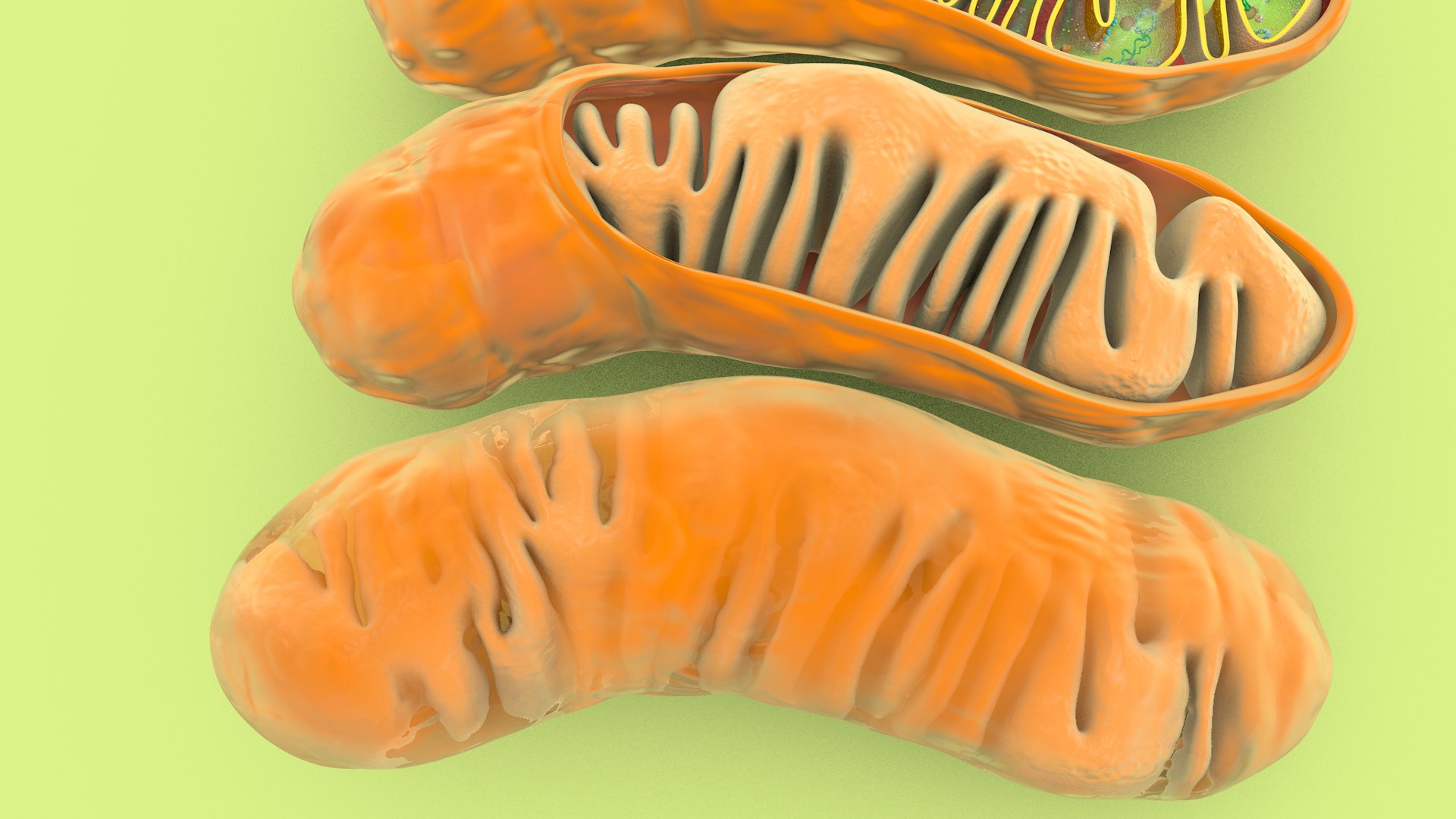 mitochondria dna ribosomes model https://p.turbosquid.com/ts-thumb/ee/E7yIKl/7u/mitohondria_image_0006/jpg/1674885025/1920x1080/fit_q87/2dbb113495583d1f1693938deb215b55808465c0/mitohondria_image_0006.jpg