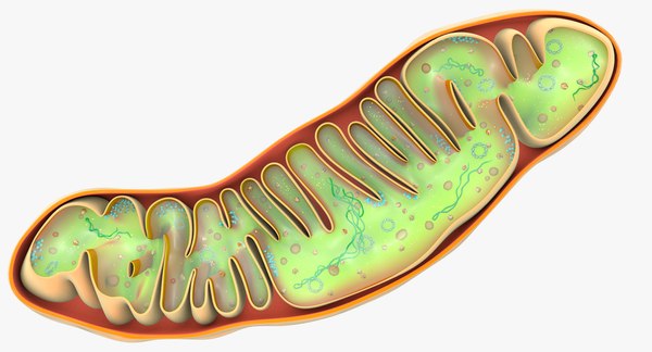 Mitochondria dna ribosomes model - TurboSquid 1194922