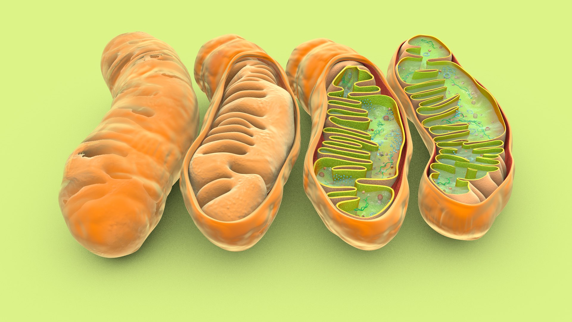 mitochondria dna ribosomes model https://p.turbosquid.com/ts-thumb/ee/E7yIKl/85/mitohondria_image_0004/jpg/1674885025/1920x1080/fit_q87/8ec80da0796278e7261c6b652fe0ed2ddf0a1368/mitohondria_image_0004.jpg