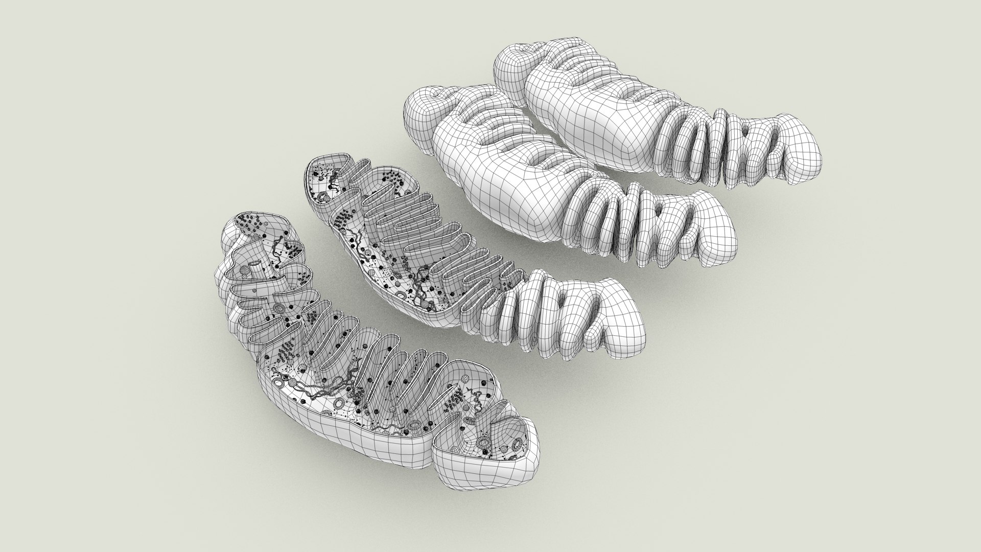 mitochondria dna ribosomes model https://p.turbosquid.com/ts-thumb/ee/E7yIKl/8x/mitohondria_inside_0002/jpg/1674893427/1920x1080/fit_q87/2116ce71824324b174817b58d7db73542a840c8f/mitohondria_inside_0002.jpg
