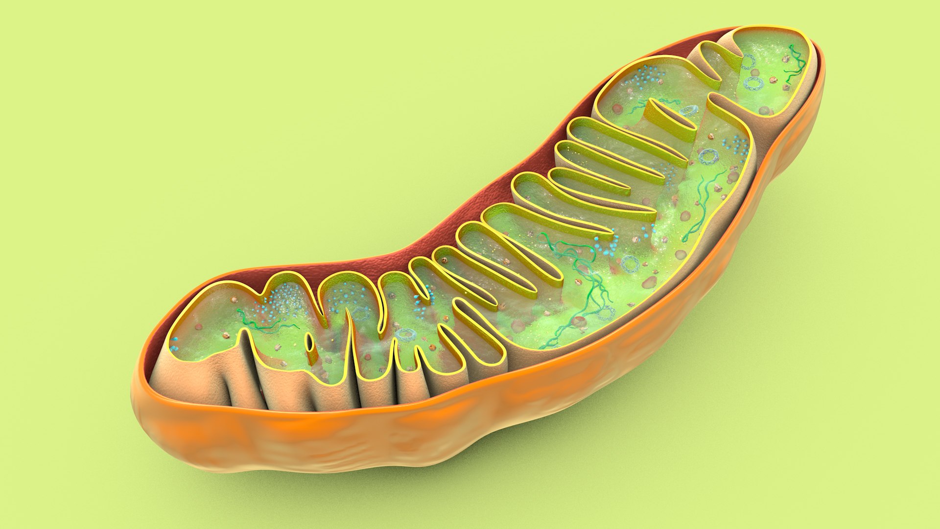mitochondria dna ribosomes model https://p.turbosquid.com/ts-thumb/ee/E7yIKl/9L/mitohondria_image_0033/jpg/1674885059/1920x1080/fit_q87/cf6f253836a1ab5c6868f86014dfbf3d50caec1e/mitohondria_image_0033.jpg