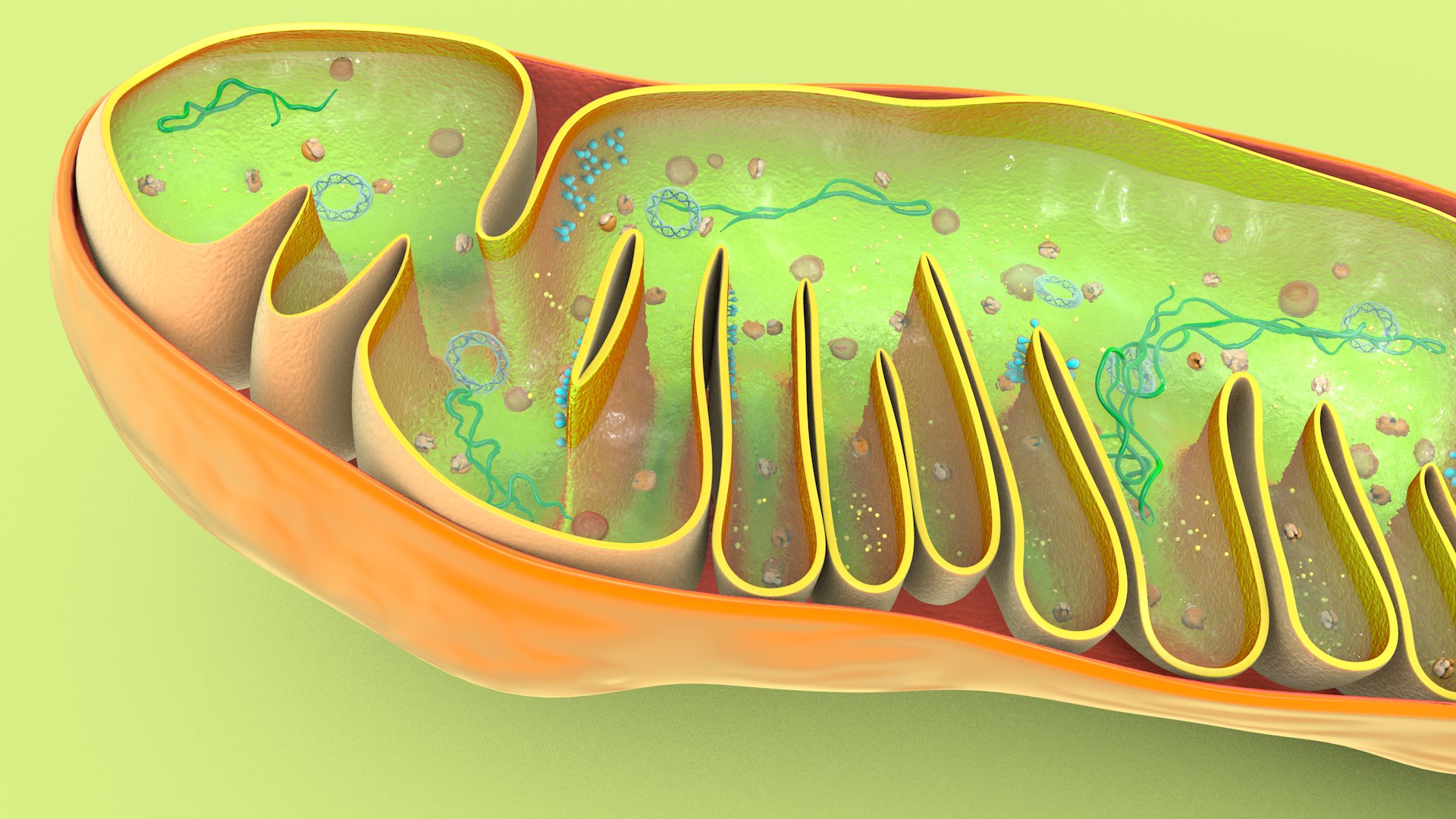 mitochondria dna ribosomes model https://p.turbosquid.com/ts-thumb/ee/E7yIKl/AD/mitohondria_image_0043/jpg/1674885079/1920x1080/fit_q87/db1d0f1786b2af210bcf58c4251811795b51eb28/mitohondria_image_0043.jpg