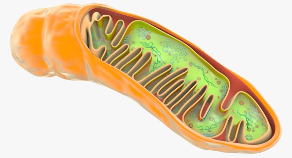 Mitochondria dna ribosomes model - TurboSquid 1194922