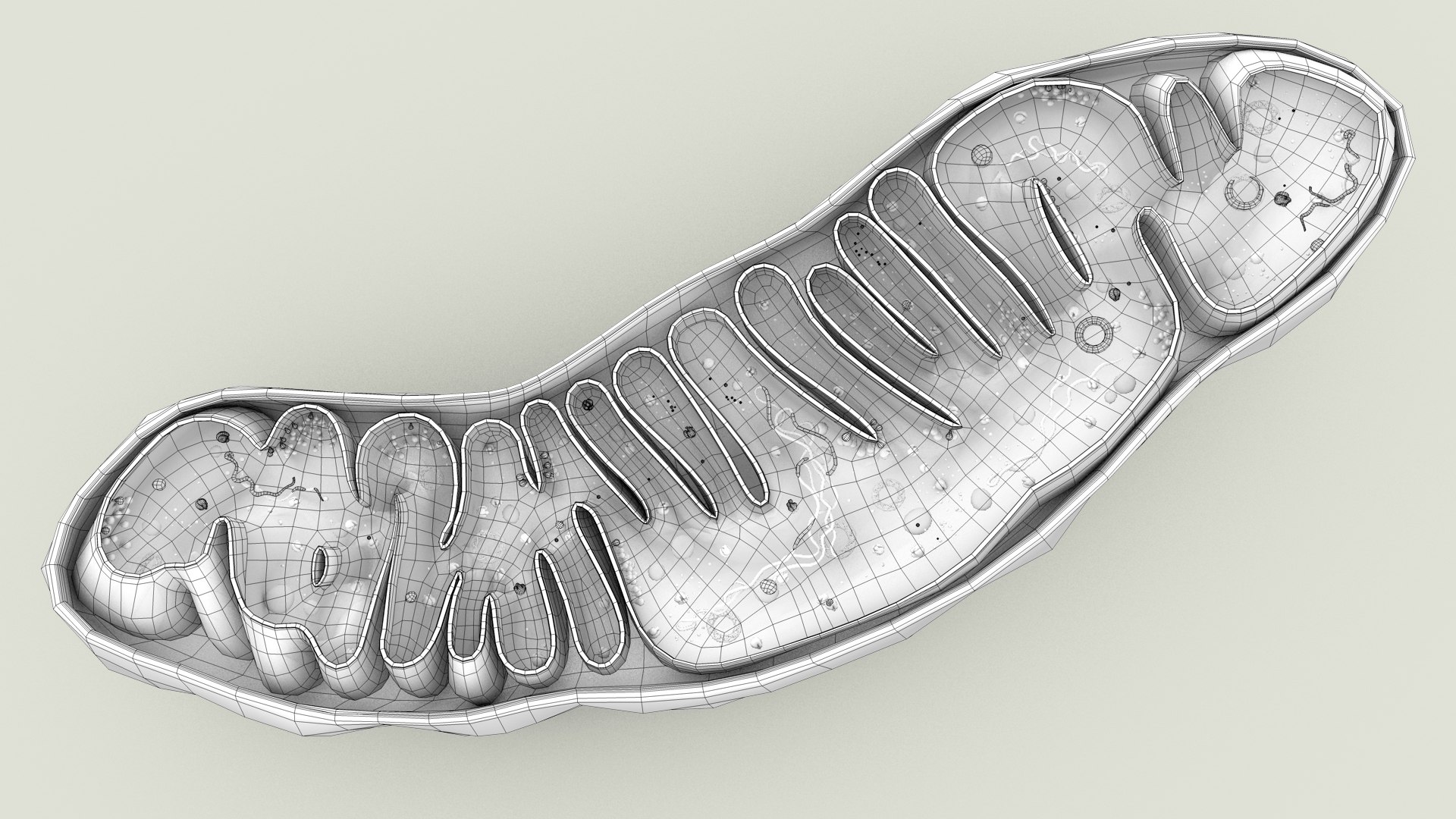 mitochondria dna ribosomes model https://p.turbosquid.com/ts-thumb/ee/E7yIKl/Ar/mitohondria_outline_0031/jpg/1674892256/1920x1080/fit_q87/32e9d3c3196bf6cae7708eeeaa4c2ee2673662ac/mitohondria_outline_0031.jpg