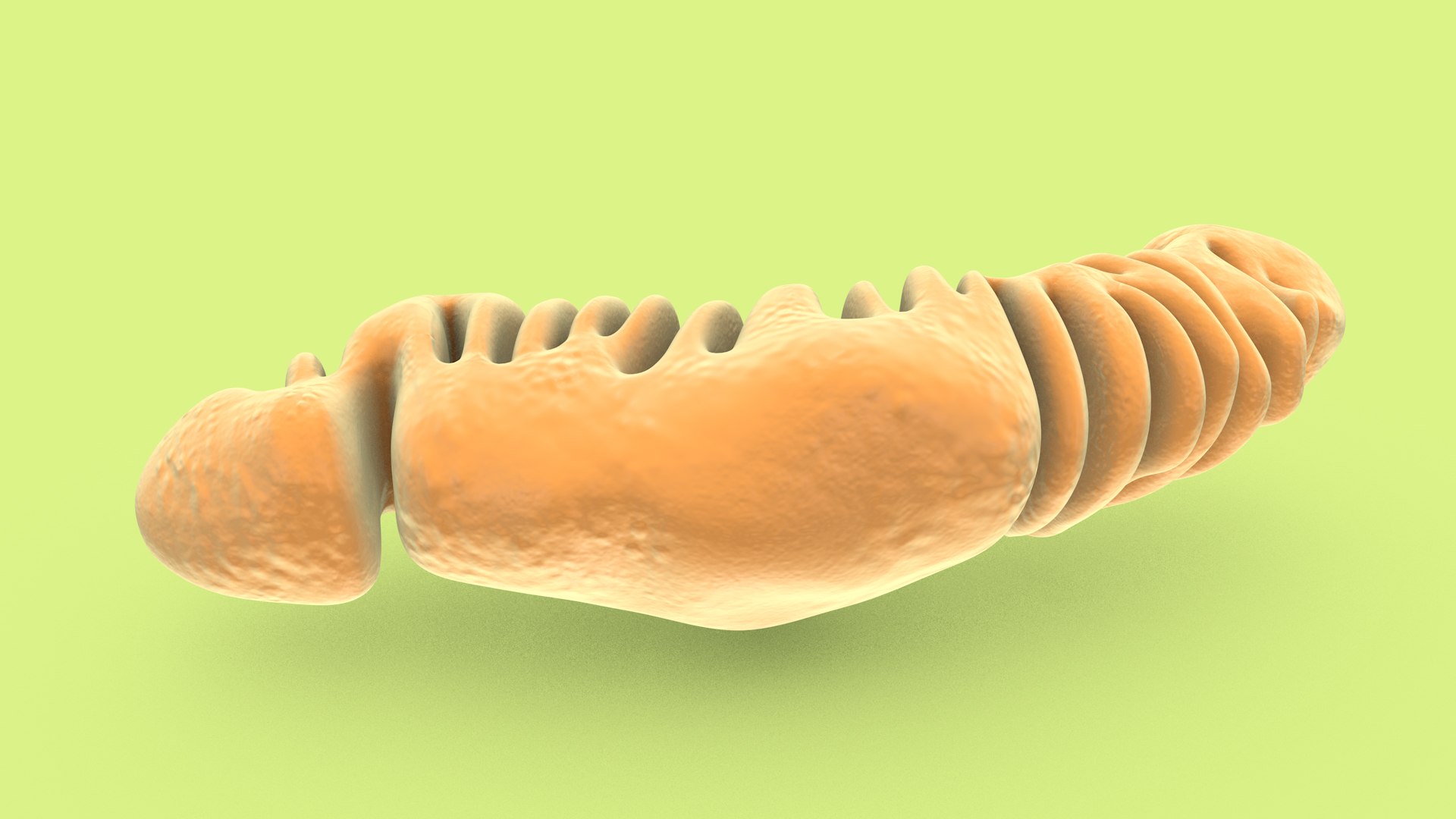 mitochondria dna ribosomes model https://p.turbosquid.com/ts-thumb/ee/E7yIKl/BO/mitohondria_only_inside_0018/jpg/1674885218/1920x1080/fit_q87/5c1e60bc4fccbd60411972b9dd2ef1dffb11db79/mitohondria_only_inside_0018.jpg