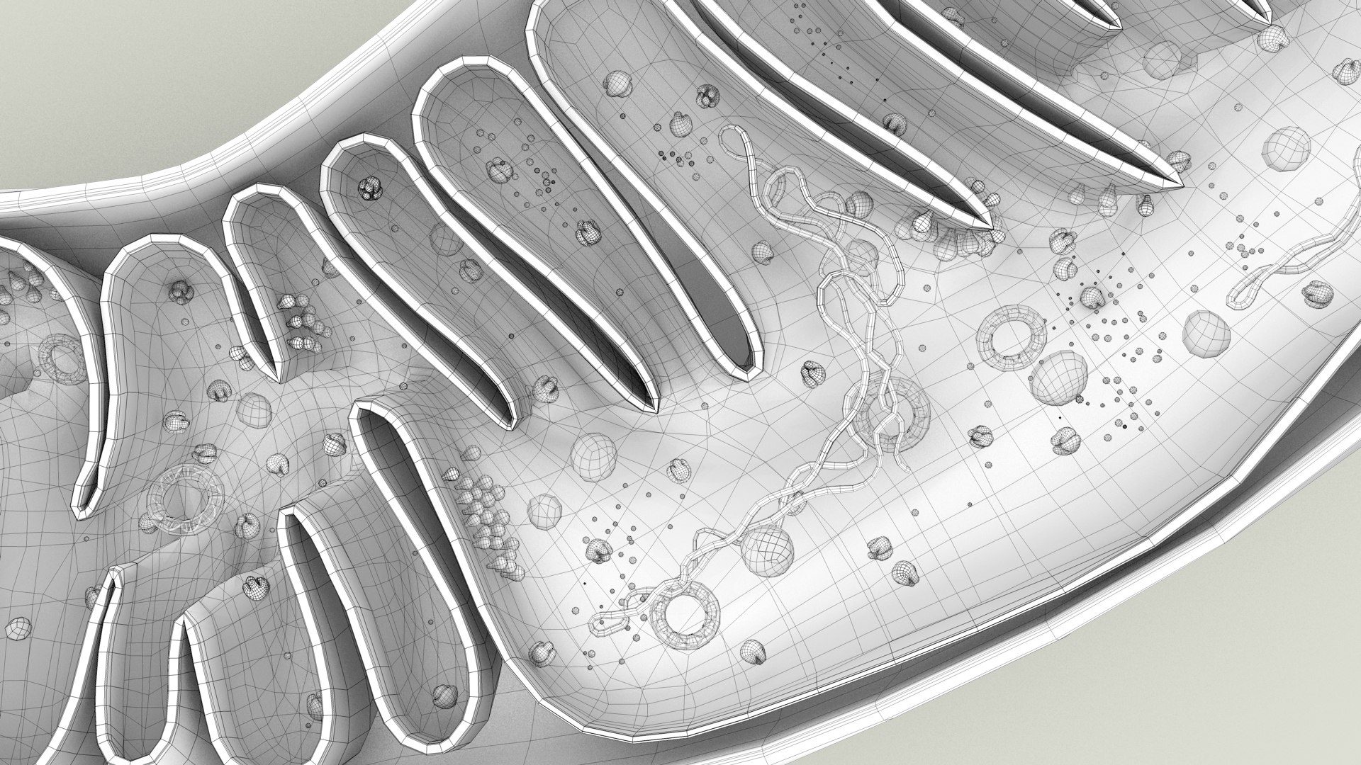 mitochondria dna ribosomes model https://p.turbosquid.com/ts-thumb/ee/E7yIKl/CZ/mitohondria_outline_0041/jpg/1674892271/1920x1080/fit_q87/0d6b7c639b666028624f76fc16d2a3a1e395e8b6/mitohondria_outline_0041.jpg