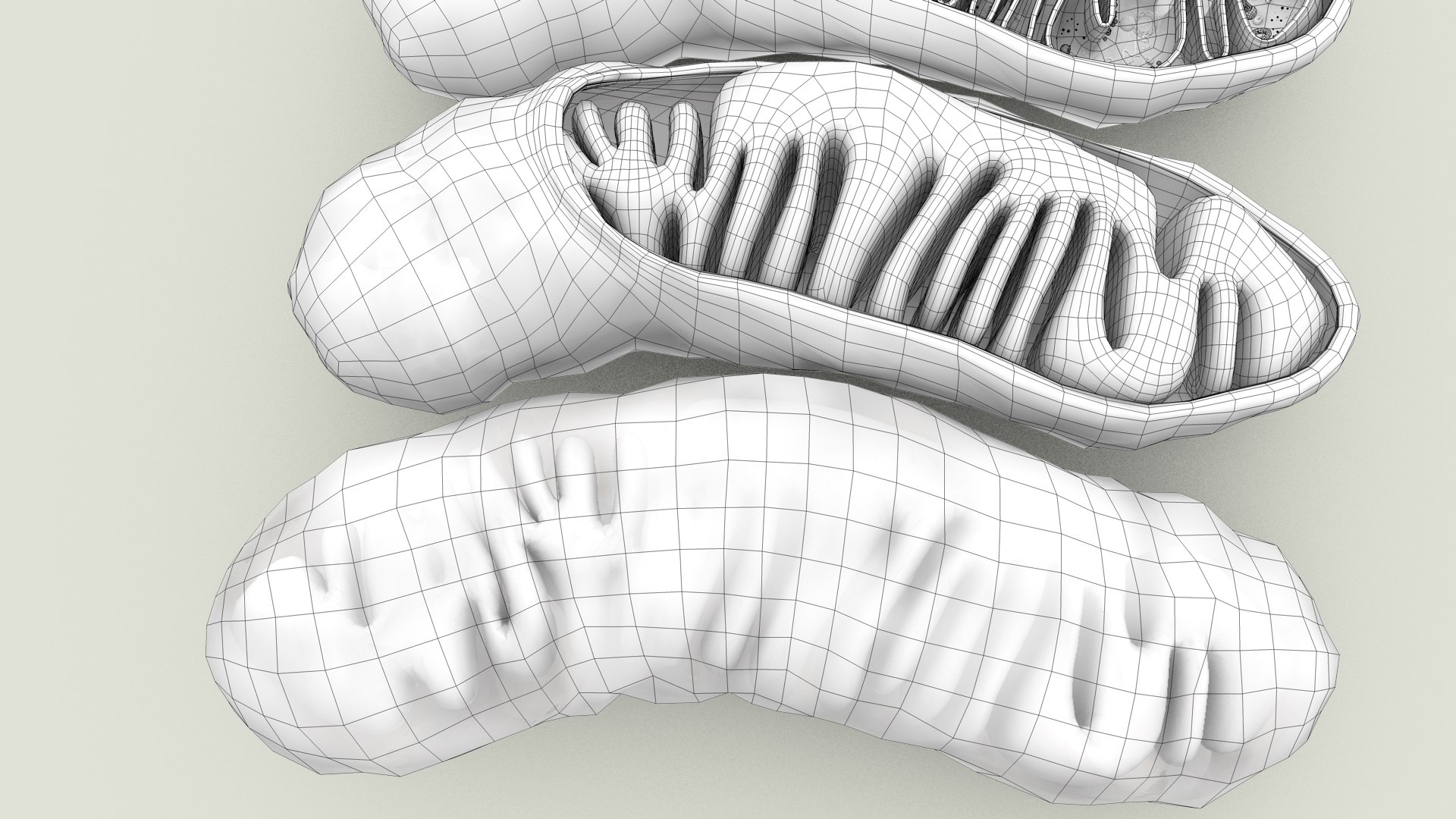 mitochondria dna ribosomes model https://p.turbosquid.com/ts-thumb/ee/E7yIKl/Cb/mitohondria_outline_0006/jpg/1674892232/1920x1080/fit_q87/e31f53b3611da9db2c6fd61012b3e65e01de7370/mitohondria_outline_0006.jpg